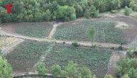 U Crnoj Gori otkrivena plantaža marihuane