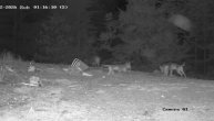 Predatori na planini Jadovnik kod Prijepolja: Dva medveda i tri vuka