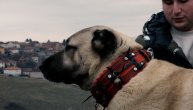 Između ljubavi i sudbine: Kako je kangal postao životni poziv odgajivača iz "Wolfs land Serbia"