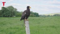 Sreli smo sokolara Hanija, u šetnju je izveo dva "ljuta" orla
