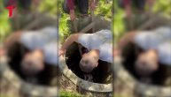 Jarac pobegao iz štale, pa upao u bunar pun vode: Hit snimak spasavanja iz Paraćina