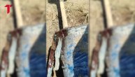 Sumnja se da je u njemu telo Nešovića: Još jedan snimak otkopavanja bureta