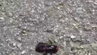 Mamutska osa