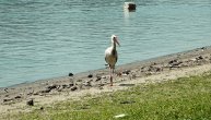 Istorijski nizak vodostaj Dunava idealna prilika za njih: Evo ko je okupirao plažu
