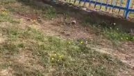 Jutro nakon jezive nesreće kod Mladenovca: Ograda u potpunosti uništena